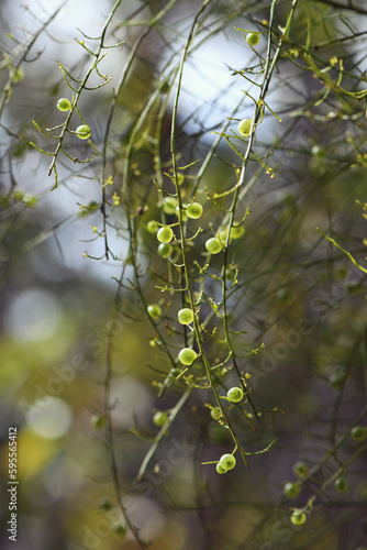 Small translucent edible green fruits of the Sour Currant Bush, Leptomeria acida, family Santalaceae, growing in Sydney woodland. Also known as acid drops or native currant. Erect, broom like shrub