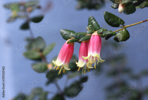 Bell shaped pink and cream flowers of the Australian Correa variety Federation Belle, family Rutaceae. Common name is Native Fuchsia. Summer to Winter flowering. Hardy frost and drought tolerant shrub