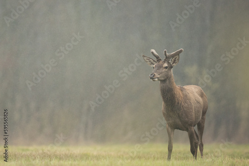 Red deer stags  Cervus elaphus  nature looking aside with copy space. wild animals in wilderness Poland  spring time  stags with dropped antlers