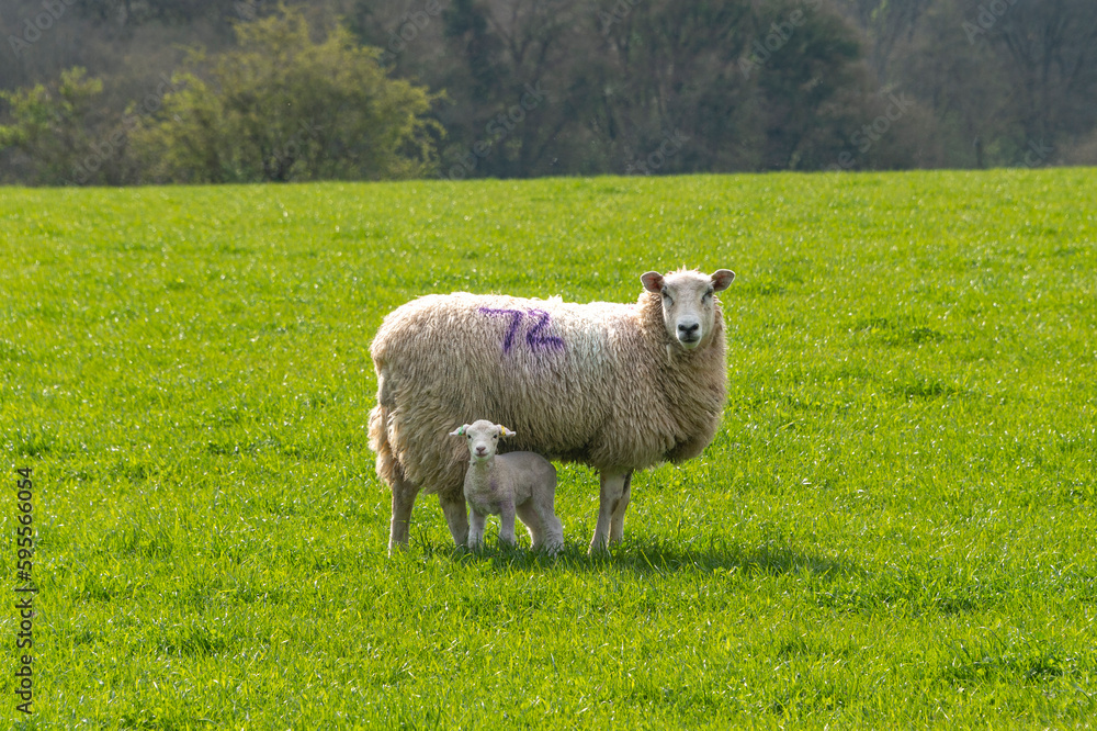 ewe sheep and single lamb looking on spring grass ewe sheep and single lamb looking on spring grass