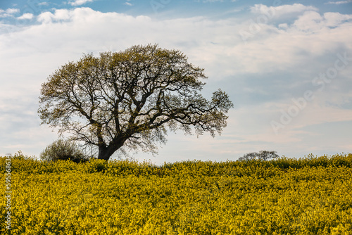 A field of oilseed rape crops in the Sussex countryside