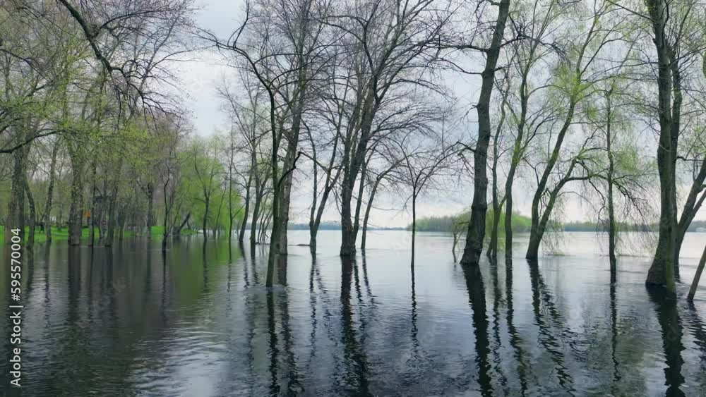 River lake swamp water forest spring nature park tree green River lake swamp water forest spring nature park tree green