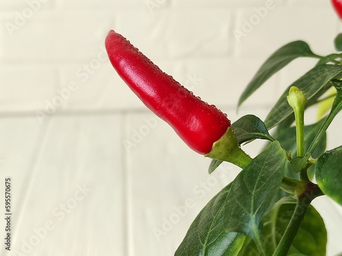 red hot chili pepper on white background