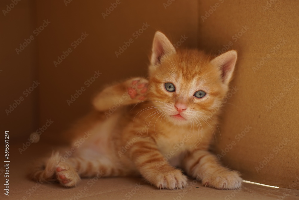 Funny ginger kitten enjoys lying in a cardboard box.