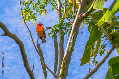 Oiseau cardinal sur une branche de moringa photo