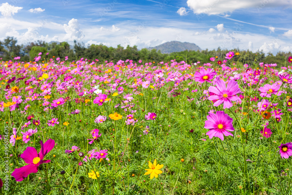 The Cosmos Flower field with sky,spring season flowers blooming beautifully in the field The Cosmos Flower field with sky,spring season flowers blooming beautifully in the field