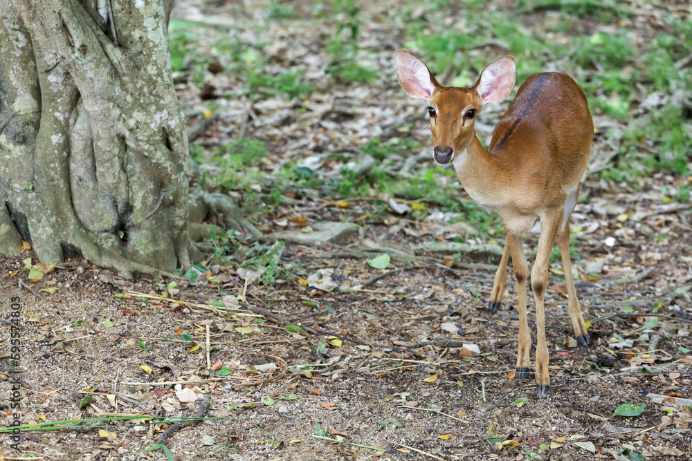 The female deer in garden at thailand The female deer in garden at thailand