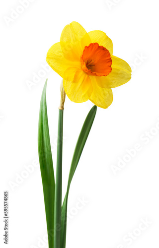 Fototapeta Naklejka Na Ścianę i Meble -  Spring floral border, beautiful fresh daffodils flowers, isolated on white background. Selective focus
