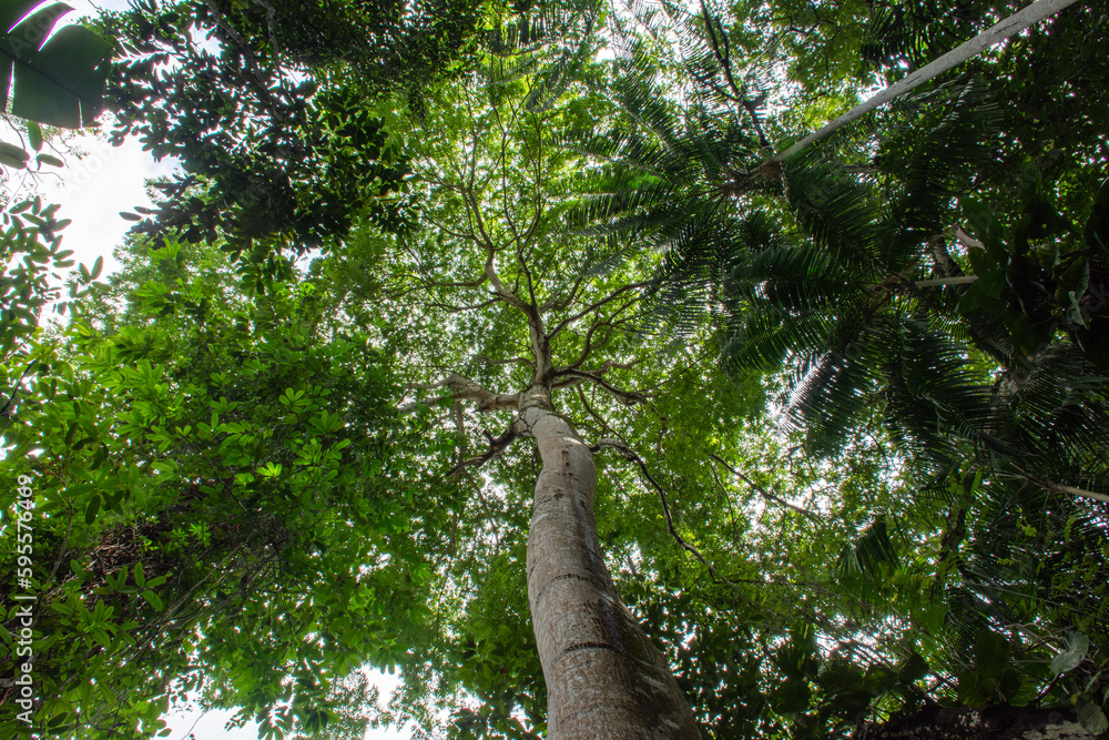 Fototapeta premium Arvores na floresta amazônica