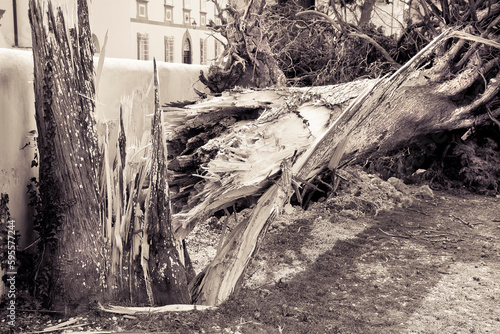 Cypress tree fallen after a wind storm