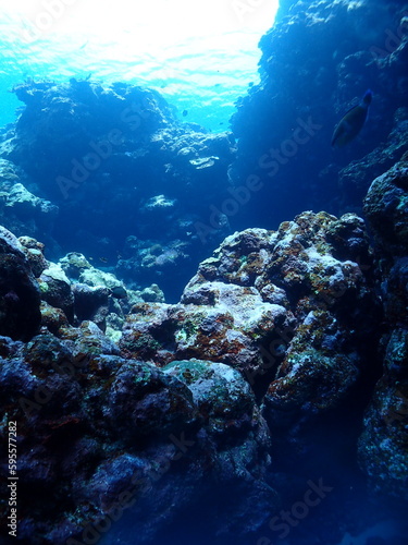 沖縄の海の中の様子