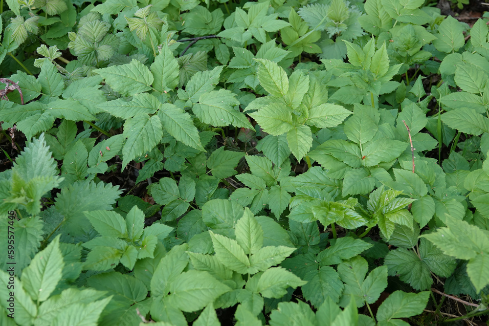Closeup on the foliage of a European ground elder, Aegopodium podagraria Closeup on the foliage of a European ground elder, Aegopodium podagraria