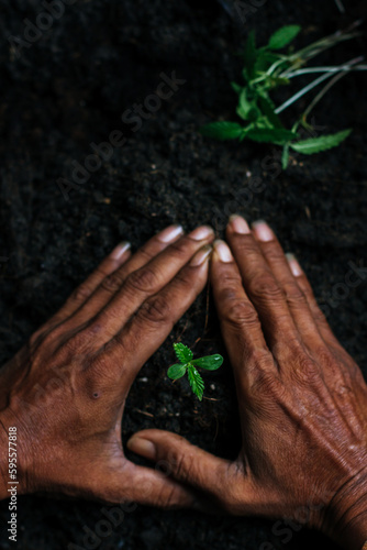 Marijuana, Marijuana cultivation, soil cultivation, seedling process medical marijuana agricultural technology