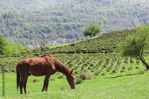 A lonely horse and a beautiful panorama of tea plantations. Russia, Sochi.