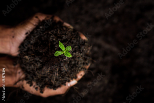 Marijuana, Marijuana cultivation, soil cultivation, seedling process medical marijuana agricultural technology