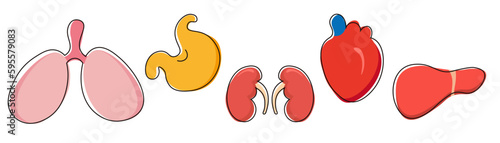 Cartoon human organs. Internal body parts. Classroom anatomical decoration