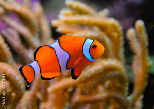 Clown fish, Anemonefish (Amphiprion ocellaris) swim among the tentacles of anemones, symbiosis of fish and anemones
