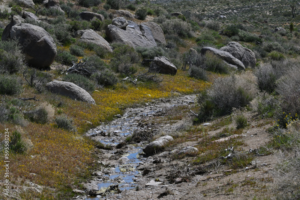 High desert creek with water and spring flowers. High desert creek with water and spring flowers.