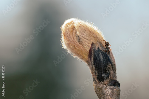 Ant walking on the bud of a plant