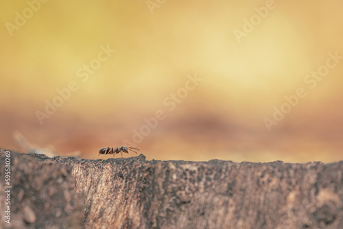 An ant walking on the edge of a stump.  © Qualshapes LTD