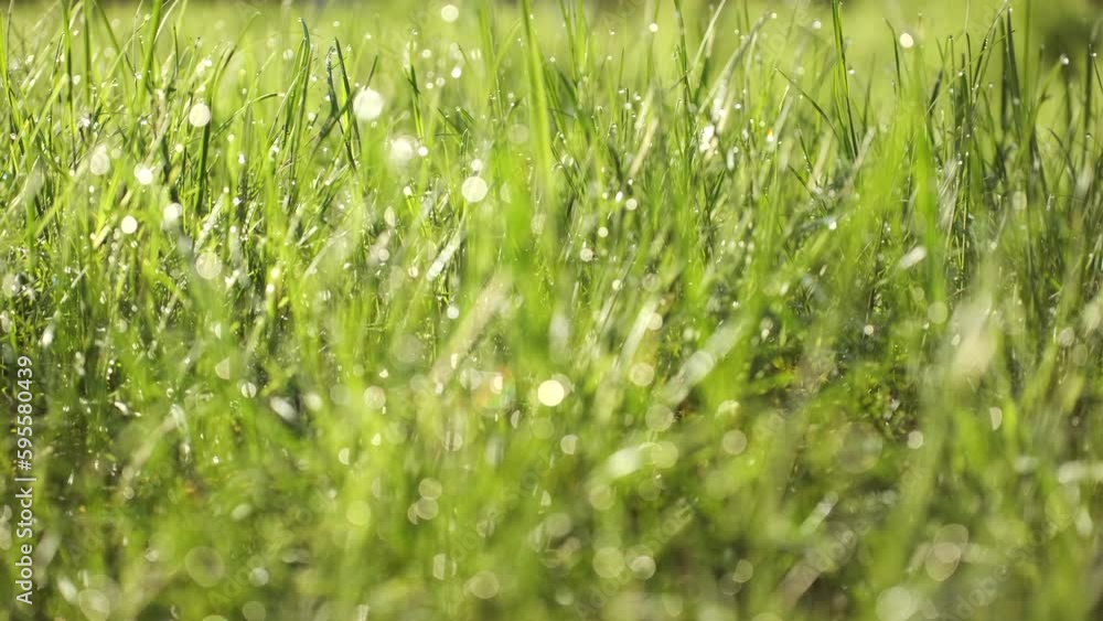 Fresh green grass with water drops after rain, slider shot Fresh green grass with water drops after rain, slider shot