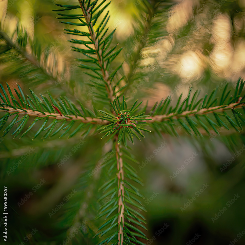 A young spruce tree seen from above A young spruce tree seen from above