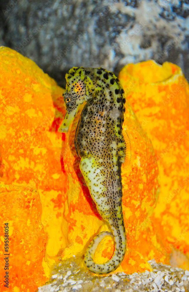 Seahorse in a large aquarium in the oceanarium.