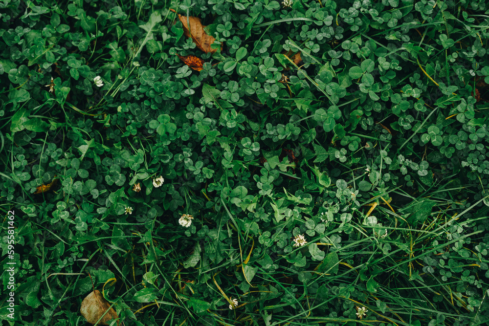 Top view lawn with clover and dry autumn leaves. - obrazy, fototapety, plakaty 
