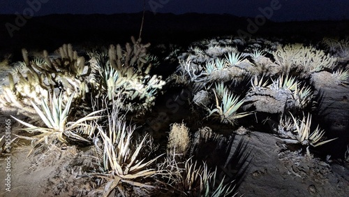 Anza Borrego Desert scene at night #1. photo