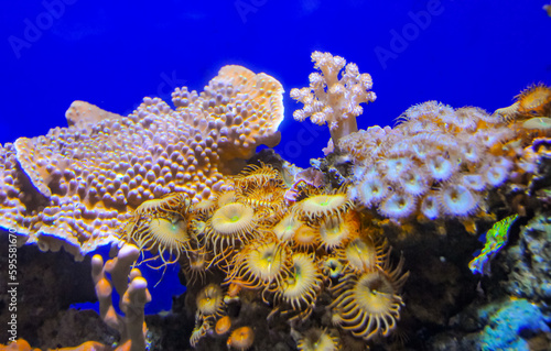 Zoanthids (Zoantharia also called Zoanthidea), sea anemones in a marine aquarium photo