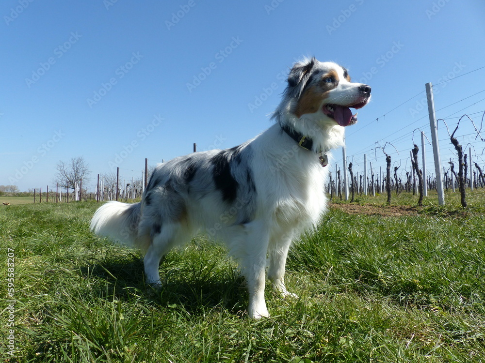 Australian Shepherd Australian Shepherd