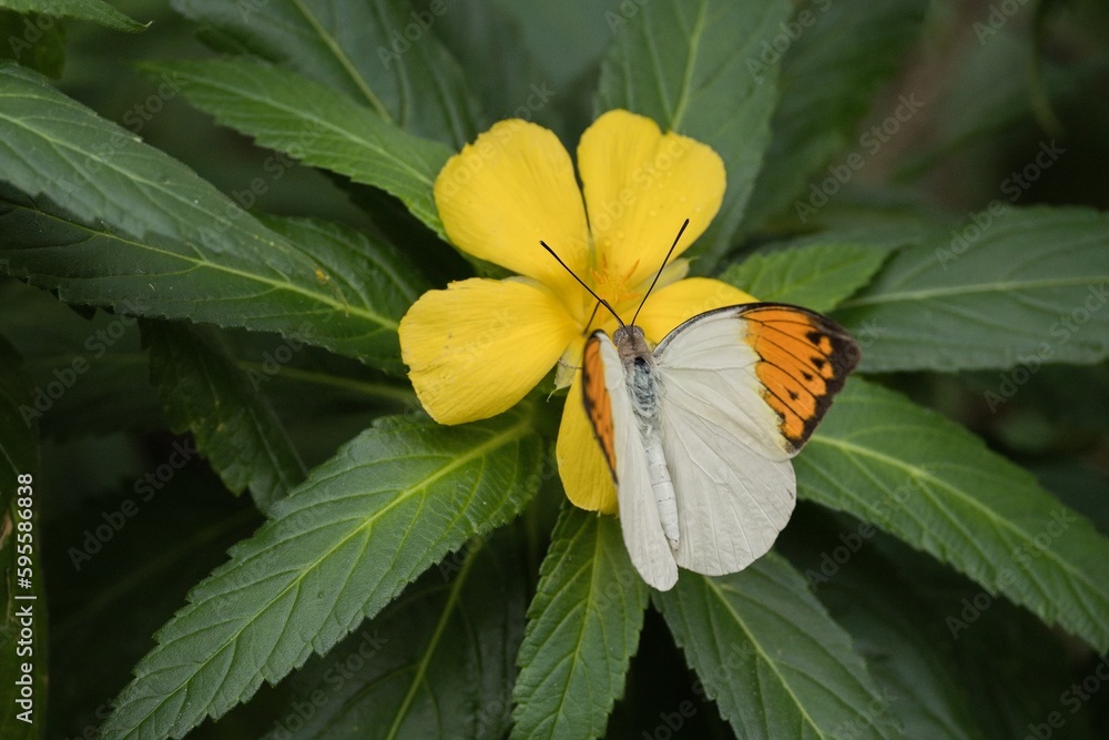 tropical butterfly tropical butterfly