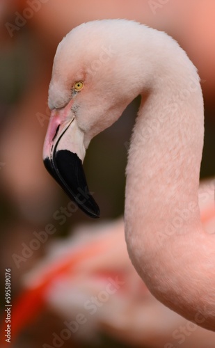 Chilean Flamingo, U.K. Headshot of an exotic bird.