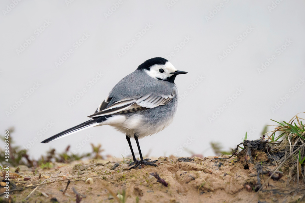White wagtail at the shore, Motacilla alba White wagtail at the shore, Motacilla alba