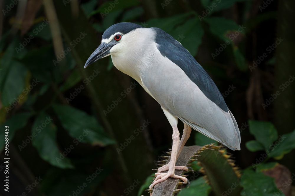 Fototapeta premium black-crowned night heron on the branch