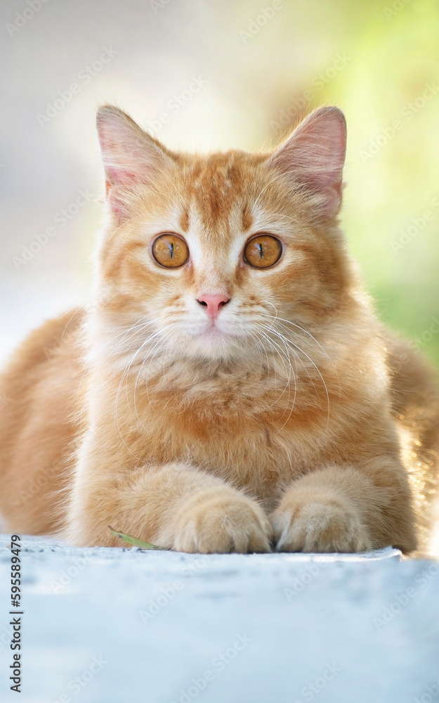 Cute ginger cat on the street, vertical shot