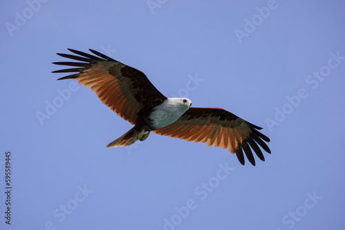 Brahminy kite in flight in Langkawi, Malaysia