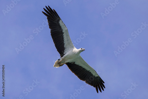 Eagle in flight  White-bellied sea eagle
