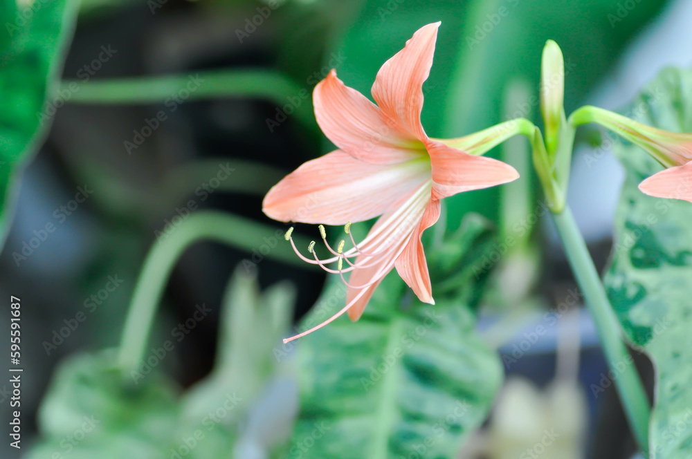 Obraz premium Hippeastrum puniceum , Barbados lily or AMARYLLIDACEAE