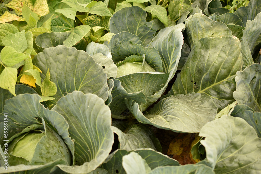 Plantation of cabbage growing in the garden. Plantation of cabbage growing in the garden.