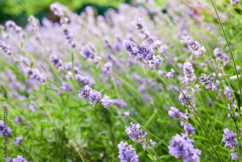 Blooming lavender in the garden