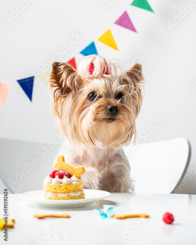 Cute domestic dog (Yorkshire Terrier) with birthday cake	