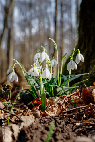 Snowdrop, first spring flowers (Galanthus) blooming in woodland. Many snowdrops growing in springtime in a forest glade