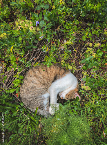 High angle view of a cat resting on field ground