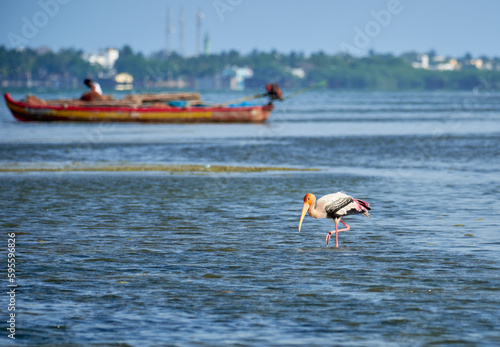 Painted stork at Pulicat Lake in Tamil Nadu, India