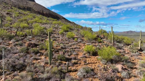 Giant saguaro cactus aerial view with Sonoran Desert landscape at Gates Pass near Saguaro National Park in city of Tucson, Arizona AZ, USA. 