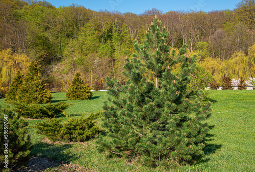 A young pine tree with long green needles. Pine tree in the park