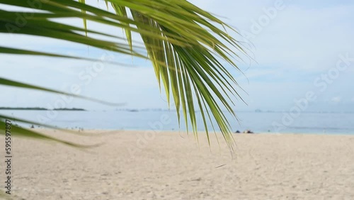 Tropical relaxation on this HD footage. Close-up of a palm leaf swaying on a deserted Mexican beach on a summer day. Perfect for relaxation in your project. photo