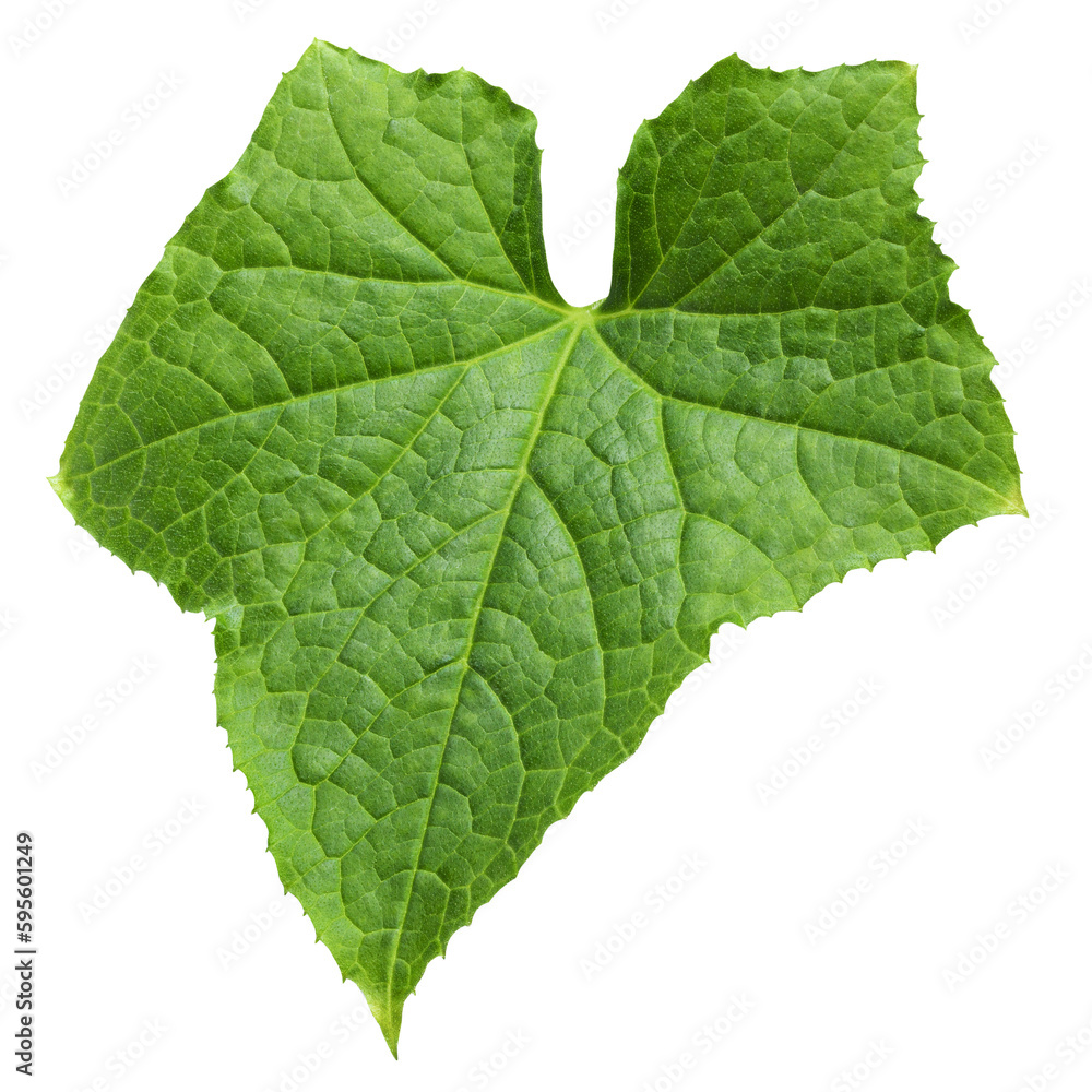 Cucumber leaf isolated on white background, full depth of field Cucumber leaf isolated on white background, full depth of field