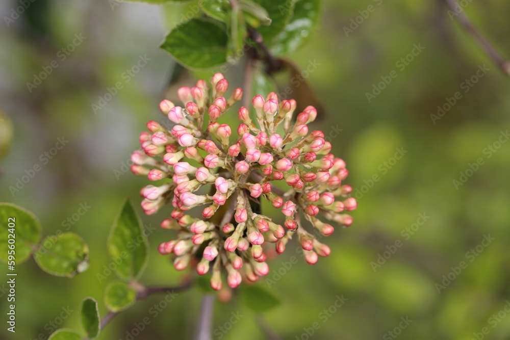 Viburnum buds on a background of bright greenery. Switzerland. Flowers like fireworks. You can also see raindrops between the buds.